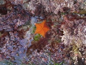Tide Pools Sea Star