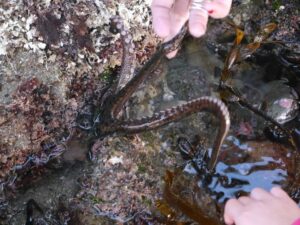 Tide Pools Octopus