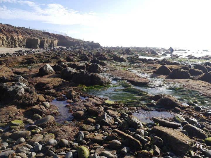 California tide pools